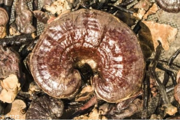 靈芝怎么吃效果最好 吃靈芝的功效 靈芝怎么吃效果最好 吃靈芝的功效