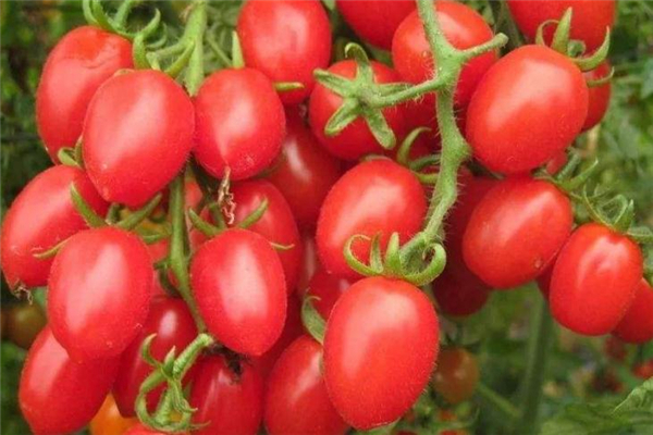 圣女果糖尿病人能吃嗎 適量即可 圣女果糖尿病人能吃嗎 適量即可