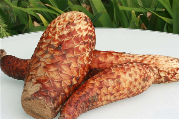 肉蓯蓉糖尿病人可以吃嗎 會產(chǎn)生不適 肉蓯蓉糖尿病人可以吃嗎 會產(chǎn)生不適