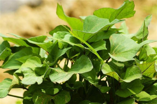 紅薯葉適合什么人吃 大部分人都適合 紅薯葉適合什么人吃 大部分人都適合