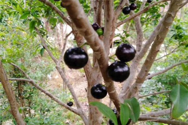 樹葡萄的功效與作用 對人體好處多 樹葡萄的功效與作用 對人體好處多