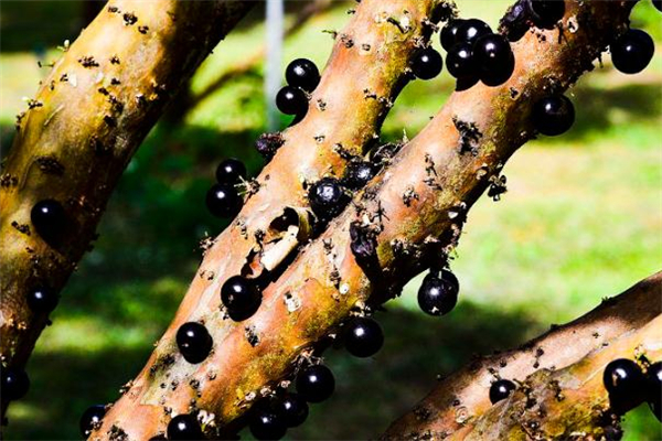 樹(shù)葡萄為什么這么貴 運(yùn)輸很困難