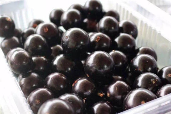 樹(shù)葡萄為什么這么貴 運(yùn)輸很困難