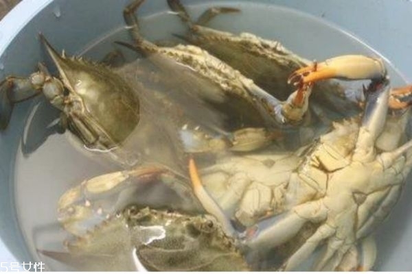 三門青蟹的營養(yǎng)價(jià)值 三門青蟹和越南青蟹的區(qū)別