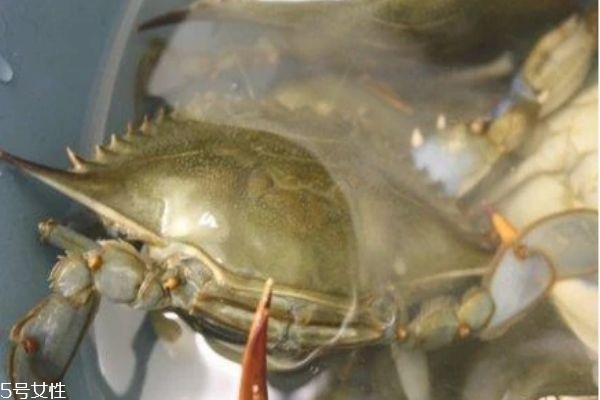 三門青蟹是海蟹嗎 三門青蟹和陽(yáng)澄湖大閘蟹的區(qū)別 三門青蟹是海蟹嗎 三門青蟹和陽(yáng)澄湖大閘蟹的區(qū)別