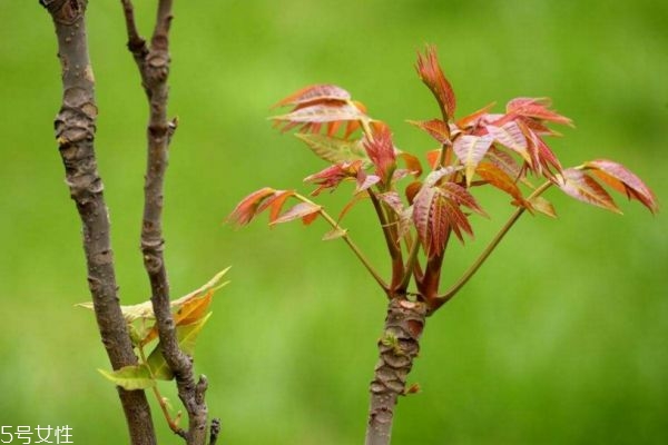 香椿可以直接炒嗎 香椿價(jià)格