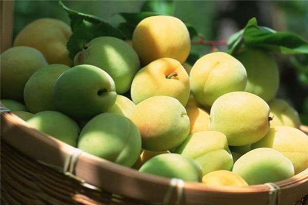 青梅可以解酒嗎 有效保護肝臟