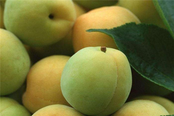 青梅幾月份上市 這個時候最好吃 青梅幾月份上市 這個時候最好吃