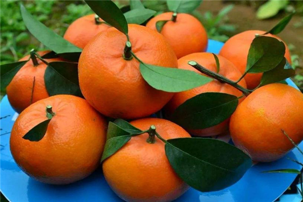 沃柑可以減肥嗎 沃柑熱量分析 沃柑可以減肥嗎 沃柑熱量分析