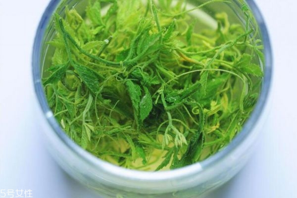 絞股藍(lán)治失眠嗎 失眠的天敵 絞股藍(lán)治失眠嗎 失眠的天敵