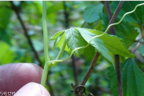 喝了絞股藍胃不舒服怎么辦 喝絞股藍需注意
