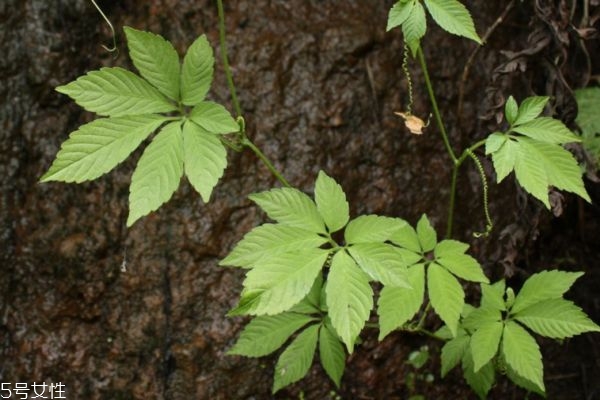 絞股藍減肥效果好嗎 有效幫助脂肪代謝