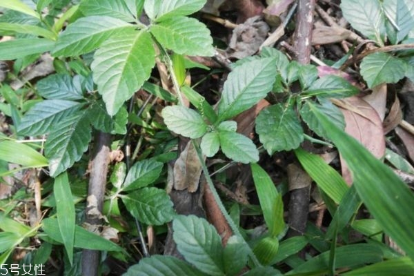 喝了絞股藍胃不舒服怎么辦 喝絞股藍需注意