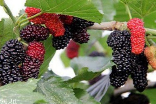 桑葚上有蟲子怎么清洗 為什么有的桑葚里會有蟲子 桑葚上有蟲子怎么清洗 為什么有的桑葚里會有蟲子