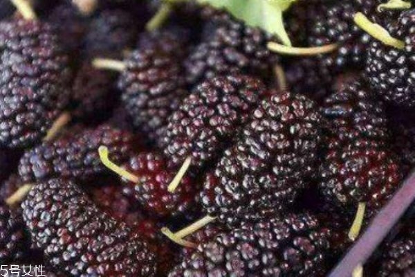 桑葚上有蟲子怎么清洗 為什么有的桑葚里會有蟲子 桑葚上有蟲子怎么清洗 為什么有的桑葚里會有蟲子