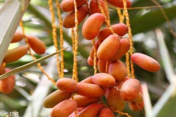 椰棗直接吃能壯陽嗎 椰棗怎么吃壯陽 椰棗直接吃能壯陽嗎 椰棗怎么吃壯陽