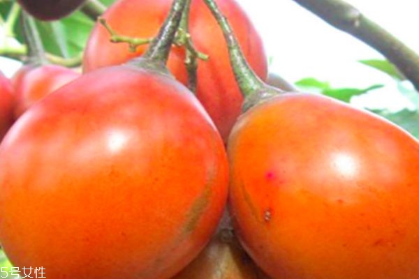 樹番茄可以直接吃嗎 樹番茄的營養(yǎng)價(jià)值 樹番茄可以直接吃嗎 樹番茄的營養(yǎng)價(jià)值