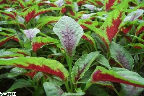 女人補氣補血吃什么 補氣補血的食物