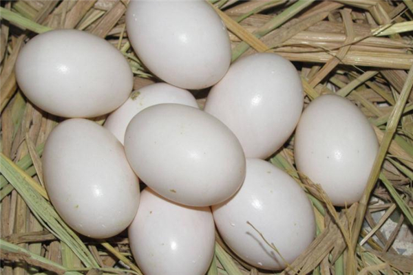 鴿子蛋吃了會(huì)上火嗎 避開(kāi)熱性食物