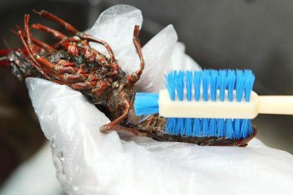 小龍蝦怎么養(yǎng)殖 小龍蝦做法 小龍蝦怎么養(yǎng)殖 小龍蝦做法