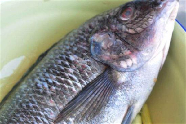 羅非魚刺多嗎 沒有小刺 羅非魚刺多嗎 沒有小刺