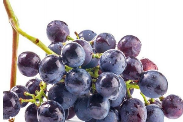 青葡萄和紫葡萄哪個好 葡萄不甜是什么原因 青葡萄和紫葡萄哪個好 葡萄不甜是什么原因