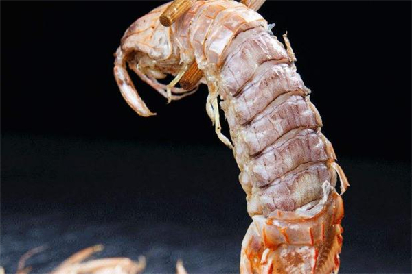 瀨尿蝦什么季節(jié)最肥 這個時候吃最好 瀨尿蝦什么季節(jié)最肥 這個時候吃最好