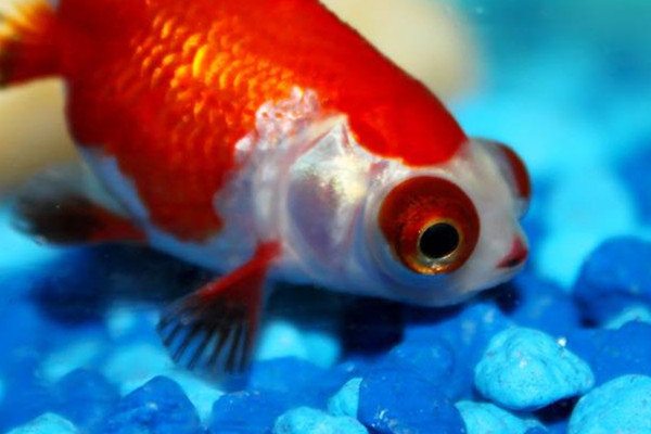 金魚(yú)能吃嗎 金魚(yú)的用處