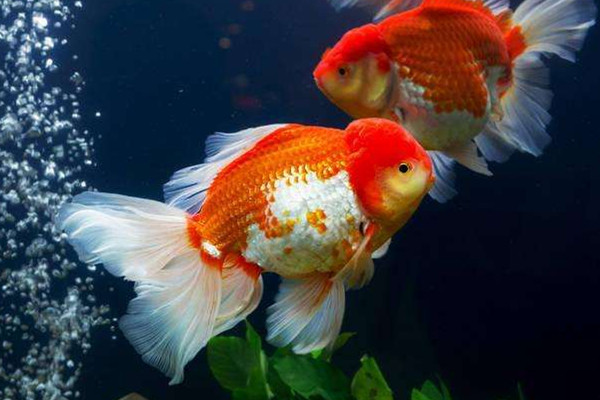 金魚(yú)能吃嗎 金魚(yú)的用處