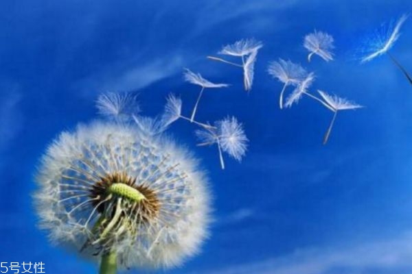 蒲公英治哪些婦科炎癥 蒲公英茶對(duì)女性的作用