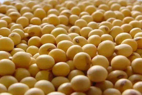 大豆可以泡多久 大豆怎么處理 大豆可以泡多久 大豆怎么處理