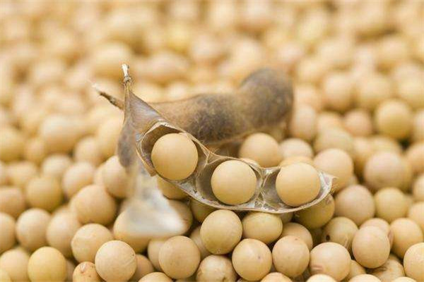 大豆可以泡多久 大豆怎么處理 大豆可以泡多久 大豆怎么處理
