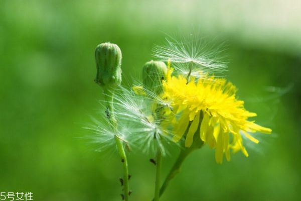 蒲公英治哪些婦科炎癥 蒲公英茶對(duì)女性的作用