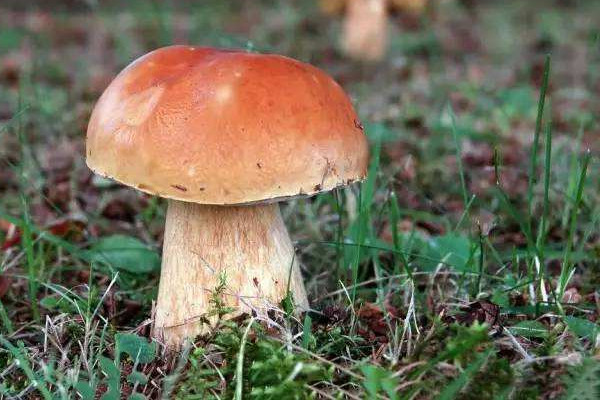 蝦仁能和蘑菇一起吃嗎 蘑菇的營養(yǎng)價(jià)值