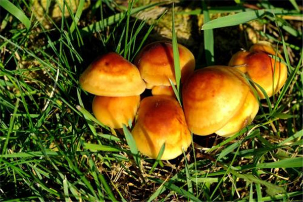 蝦仁能和蘑菇一起吃嗎 蘑菇的營養(yǎng)價(jià)值