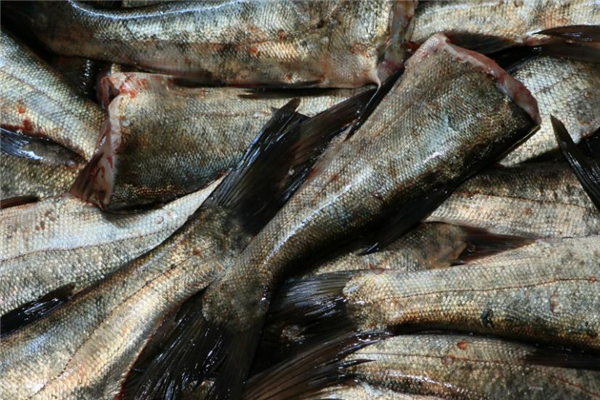 花鰱和白鰱的區(qū)別 花鰱和白鰱哪個(gè)好吃 花鰱和白鰱的區(qū)別 花鰱和白鰱哪個(gè)好吃