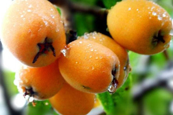 枇杷可以生吃嗎 枇杷的作用 枇杷可以生吃嗎 枇杷的作用