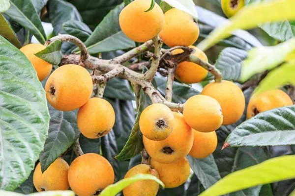 枇杷可以生吃嗎 枇杷的作用 枇杷可以生吃嗎 枇杷的作用