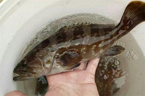 野生石斑魚多少錢一斤 價(jià)格不便宜