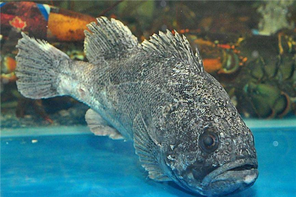 野生石斑魚多少錢一斤 價(jià)格不便宜