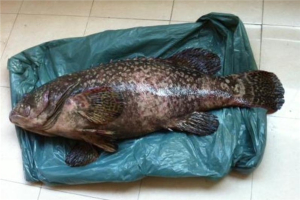 野生石斑魚多少錢一斤 價(jià)格不便宜