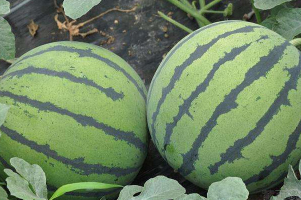 西瓜里面有白色的筋能吃嗎 西瓜的作用 西瓜里面有白色的筋能吃嗎 西瓜的作用