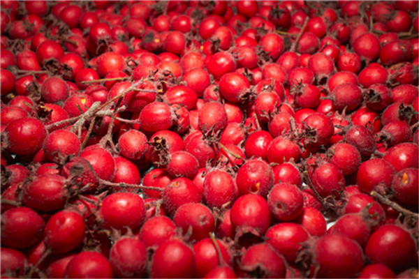 荷葉可以和山楂泡水喝嗎 荷葉的功效