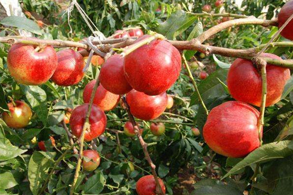 油桃的營養(yǎng)價(jià)值是什么 油桃的作用