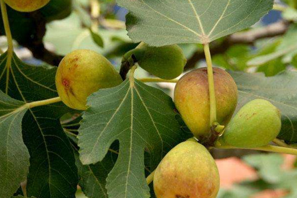 無(wú)花果可以帶皮吃嗎 無(wú)花果帶皮吃作用 無(wú)花果可以帶皮吃嗎 無(wú)花果帶皮吃作用