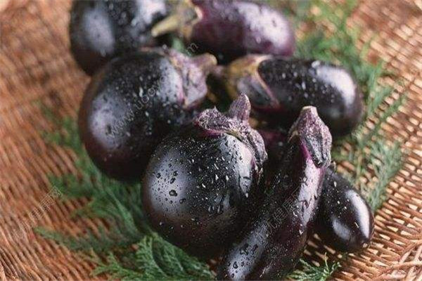 茄子為什么會苦 茄子苦的原因