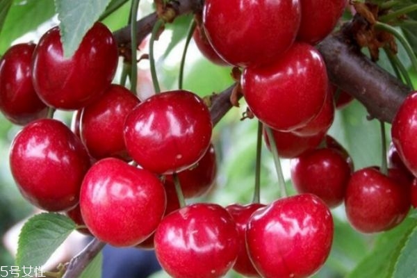 車厘子的核有毒嗎 車厘子核吞進去了怎么辦 車厘子的核有毒嗎 車厘子核吞進去了怎么辦