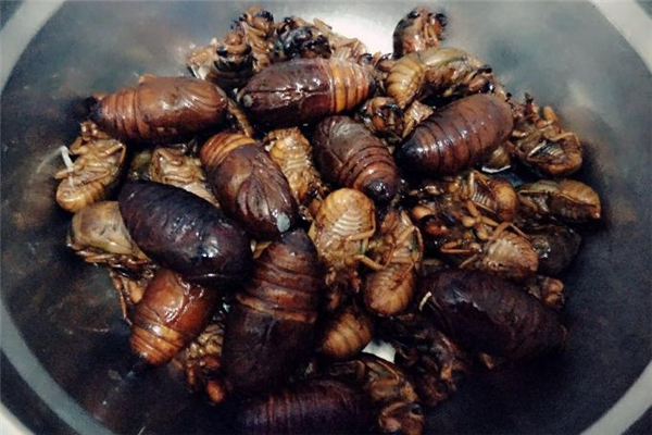 哺乳期能吃蠶蛹嗎 有助于恢復(fù) 哺乳期能吃蠶蛹嗎 有助于恢復(fù)