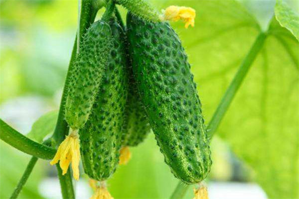 黃瓜有苦味能吃嗎 最好不要吃 黃瓜有苦味能吃嗎 最好不要吃