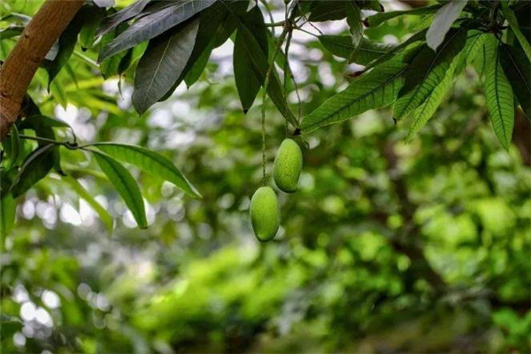 2019年小滿適合結婚嗎 小滿領證好嗎